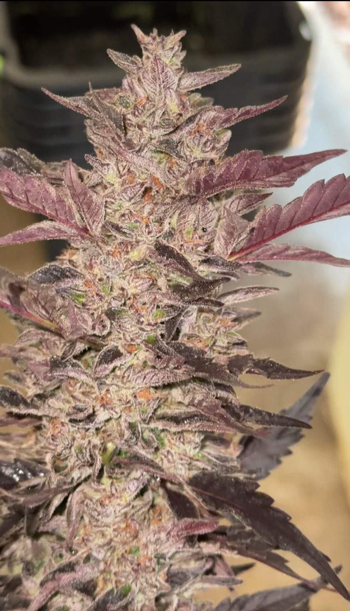 Bottomless Breadstix Seeds · Staefli Farms