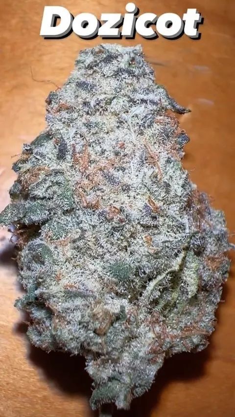 Dozicot F3 Seeds · Staefli Farms