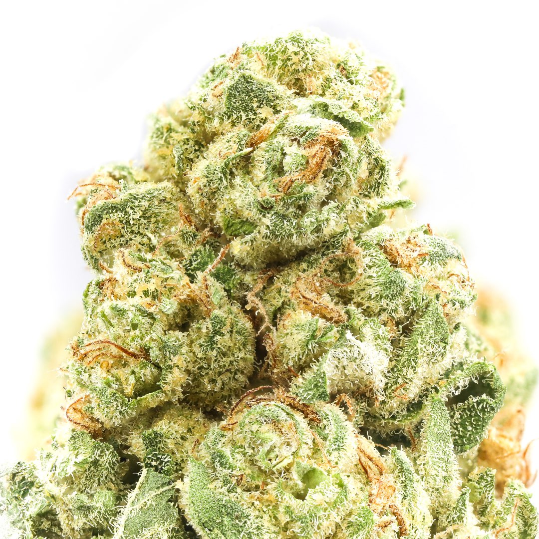 Jack Herer THCa