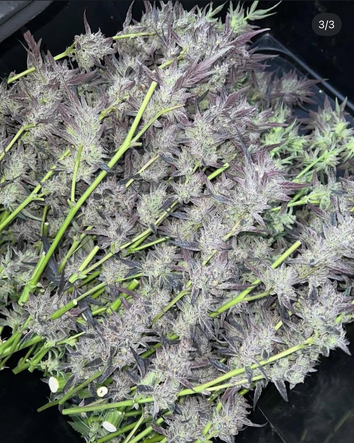 Royal Cherry Cake Seeds · Staefli Farms