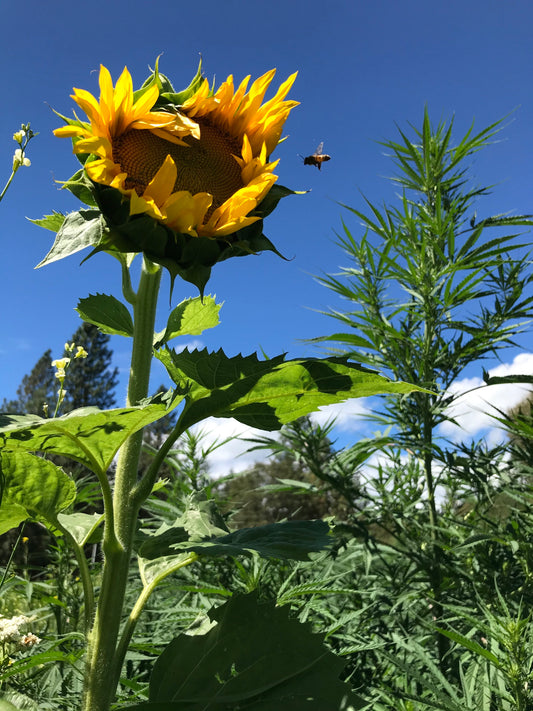 Sustainable Cannabis Series: Part 2 Cover Crops