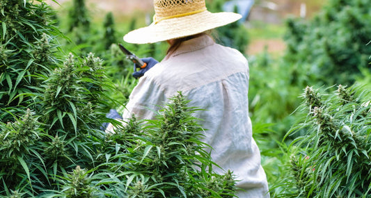 Sustainably Sungrown: The Benefits of Outdoor Hemp Flower