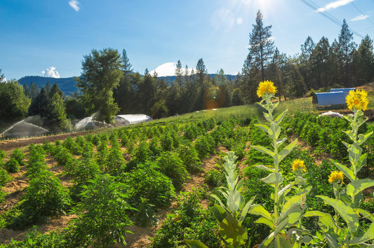 What is Sustainable Hemp? Thoughts from an Organic Farmer