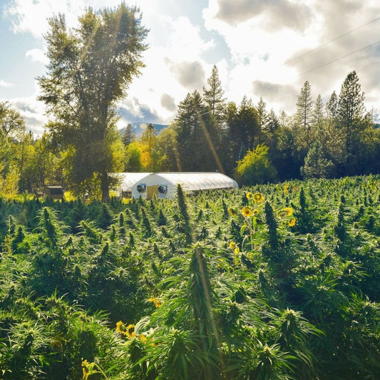 Oregon hemp field before harvest