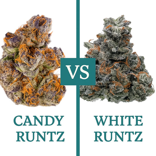 Candy Runtz vs. White Runtz: Exploring the Runtz Family