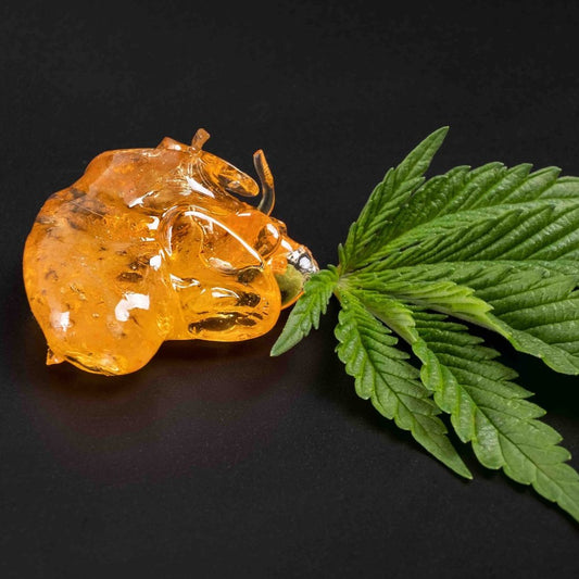 THCa Concentrates | Quick Guide:  Live Rosin, Live Resin, Budder/Badder, Shatter, & Diamonds