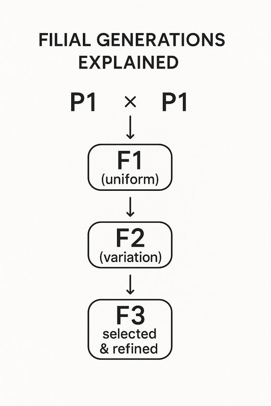 Understanding F1, F2, and F3 Cannabis Seeds: A Simple Guide to Filial Generations