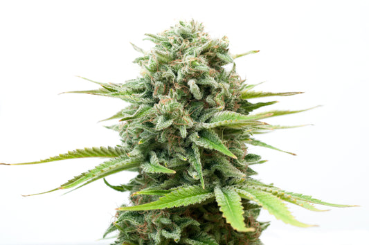 How Can You Tell If THCa Flower Is Legit?