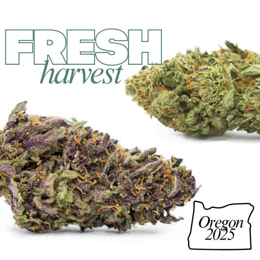 Fresh From the Mountain: Our New Season of Oregon Sungrown THCa Flower
