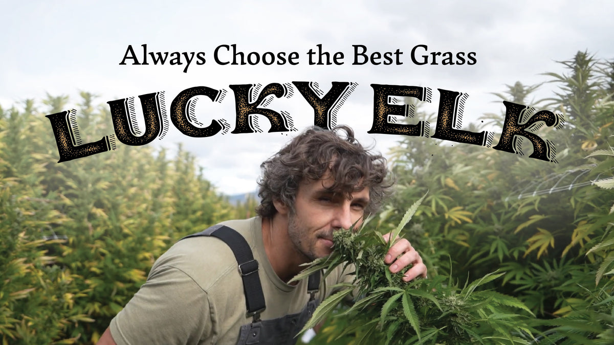 Load video: Lucky Elk funny promo video