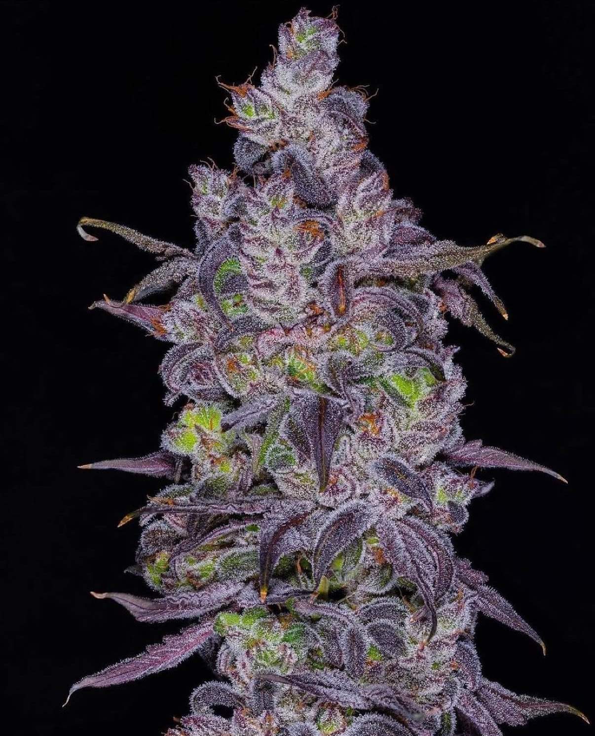 Dozicot F3 Seeds · Staefli Farms