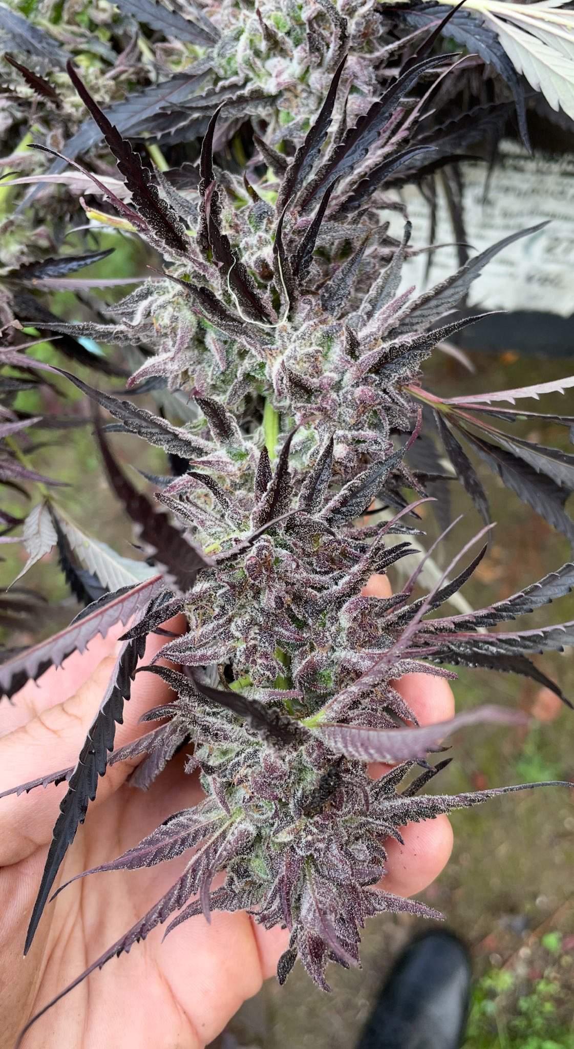 Hippie Toast F2 Seeds · Staefli Farms