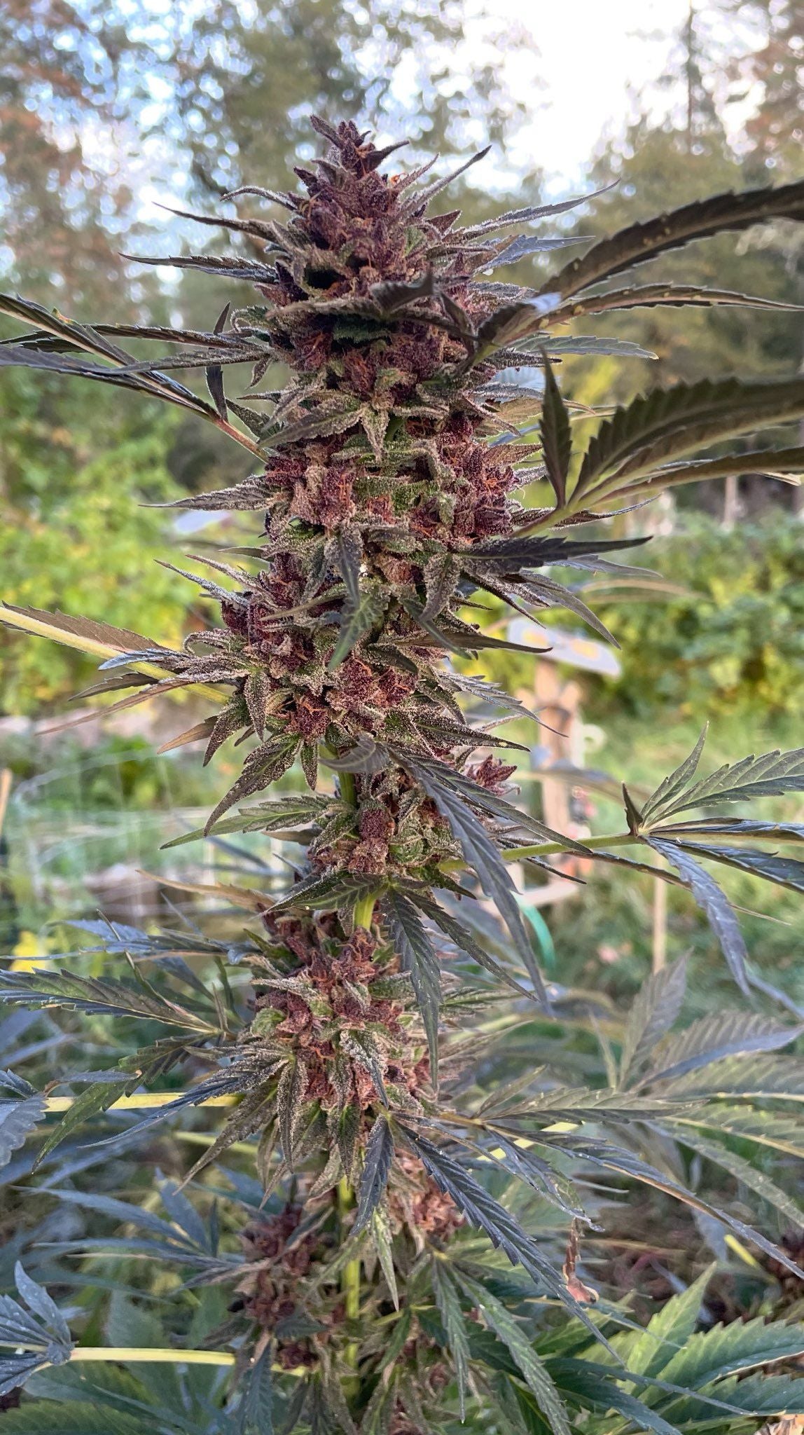 Hippie Toast F2 Seeds · Staefli Farms