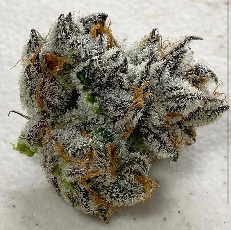 Peanut Butter Apricot F2 Seeds · Staefli Farms