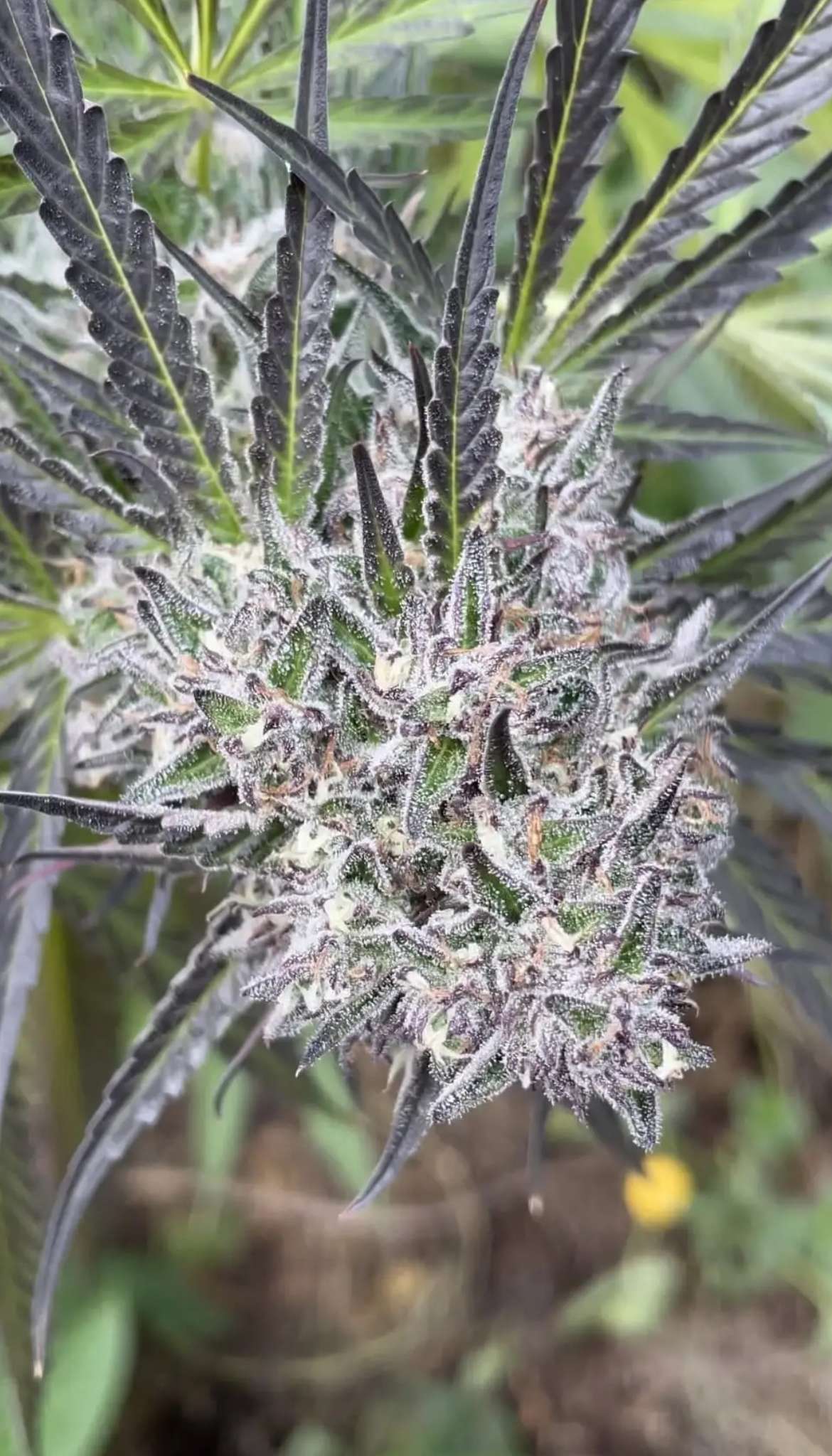 Peanut Butter Apricot F2 Seeds · Staefli Farms