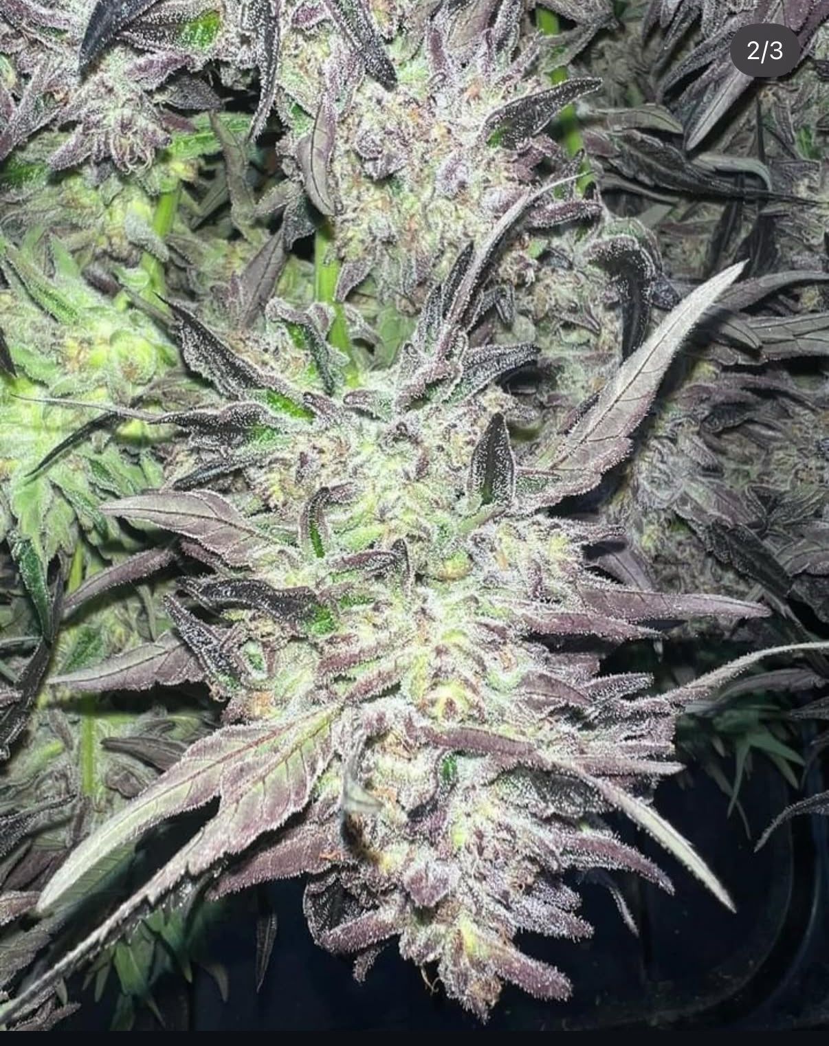 Royal Cherry Cake Seeds · Staefli Farms