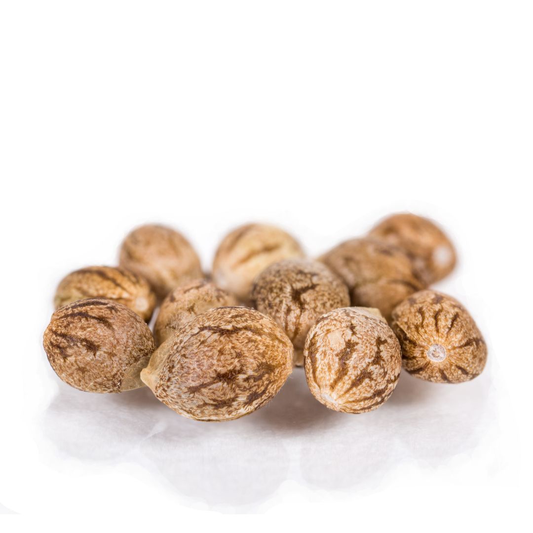 Bottomless Breadstix Seeds · Staefli Farms