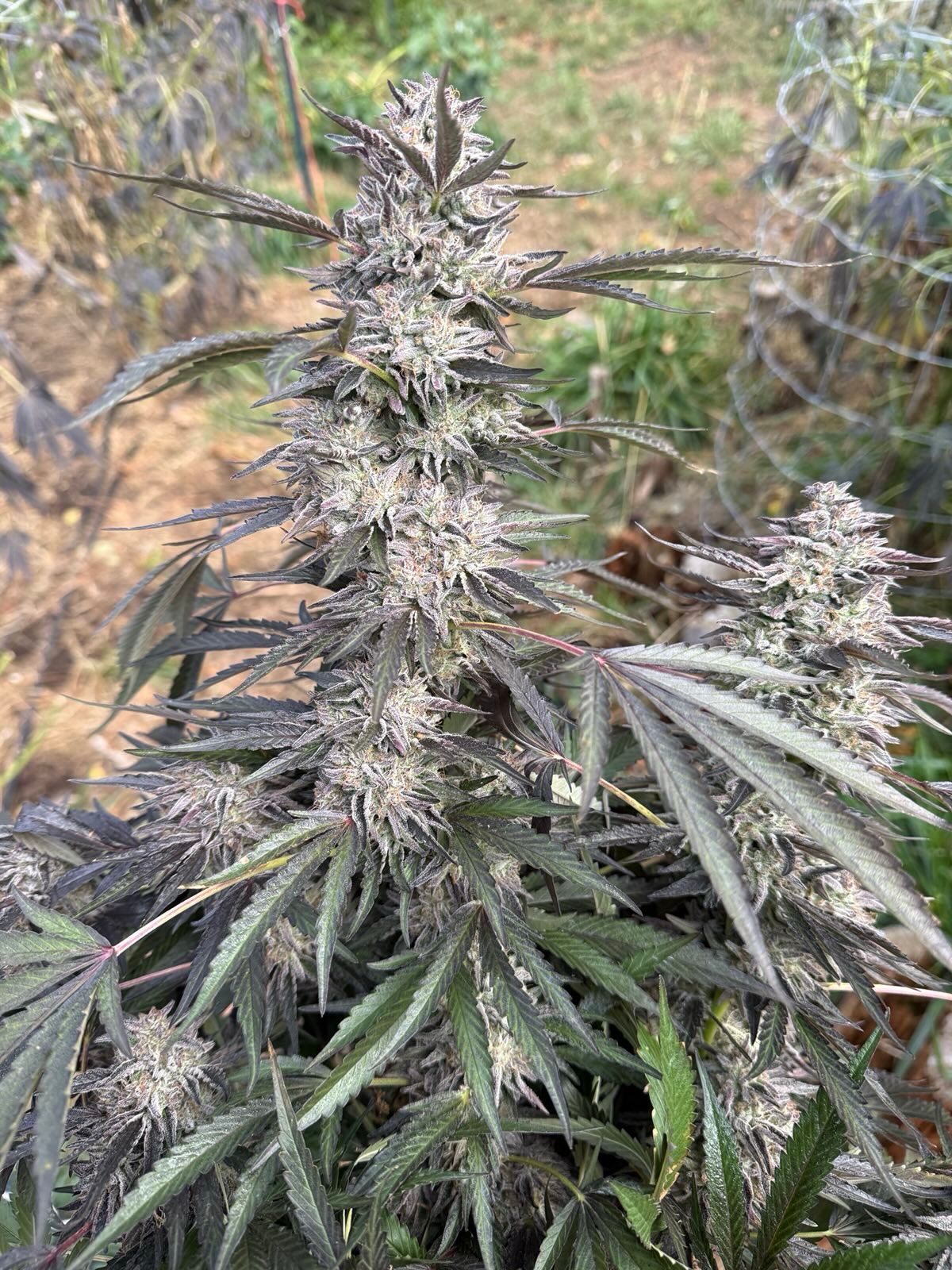 Table Scrapz Seeds · Staefli Farms