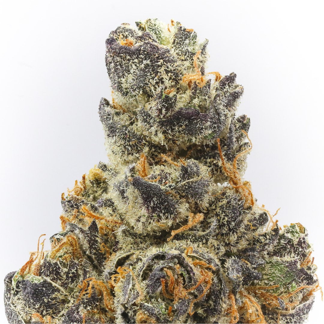 Close-up of a cannabis bud with a white background